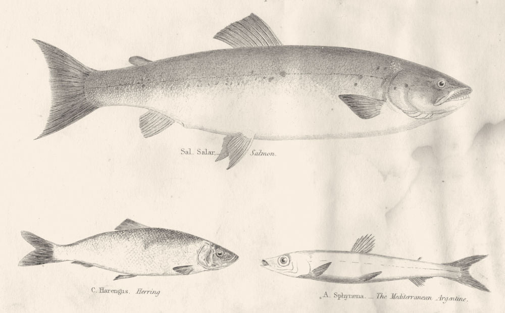 FISH.Abdominales Salmo Clupea Saurus;Salmon;Herring;Mediterranean Argentine 1880